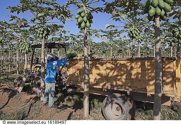 Arbeiter pflückt Papayas auf einer Plantage  Sao Paulo  Brasilien  Südamerika