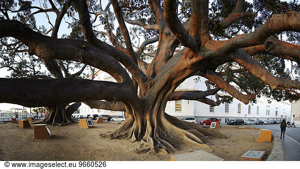 Arbol del Mora  zwei gigantische Großblättrige Feigenbäume (Ficus macrophylla) die um 1900 gepflanzt wurden  in Cadiz  Spanien  Europa