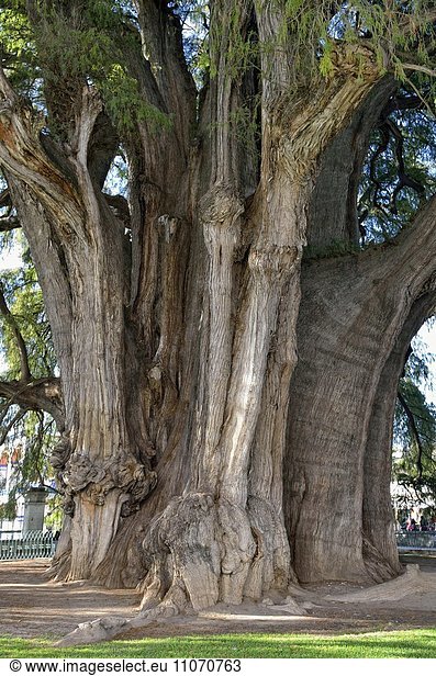 Arbol del Tule  Zypresse (Taxodium mucronatum)  dickster Baum der Welt  Santa Maria del Tule  Bundesstaat Oaxaca  Mexiko  Nordamerika