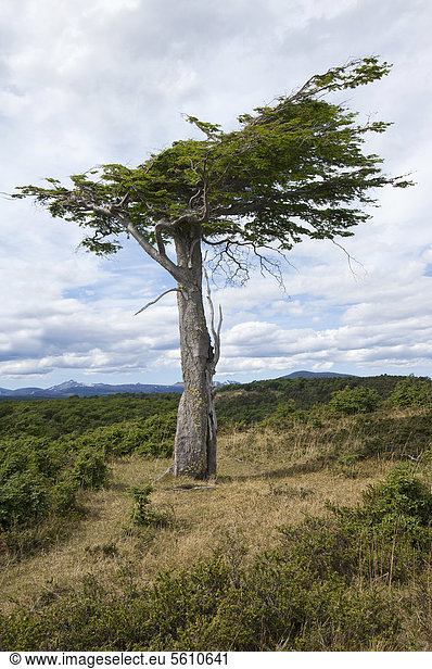 Arboles Banderas,  durch Wind geformter Baum,  Feuerland,  Patagonien,  Argentinien,  Südamerika