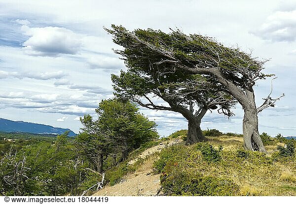 Arboles Banderas  windgeformte Bäume  Feuerland  Patagonien  Argentinien  Wind  windig  Südamerika