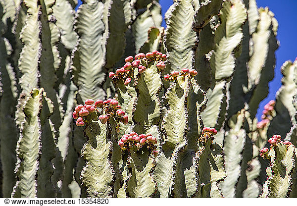 Arborescent cacti; Dugem  Tigray Region  Ethiopia
