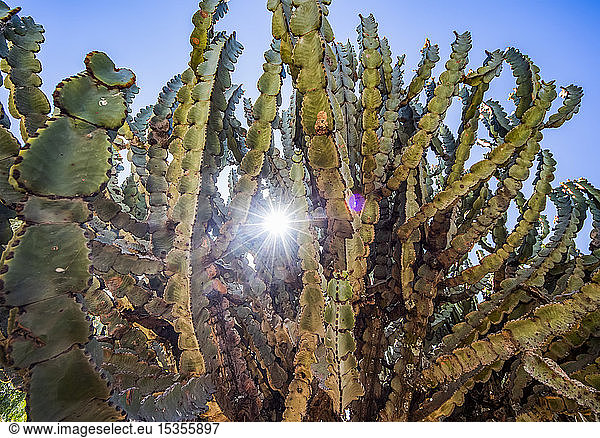Arboreszenter Kaktus; Dugem  Tigray  Äthiopien