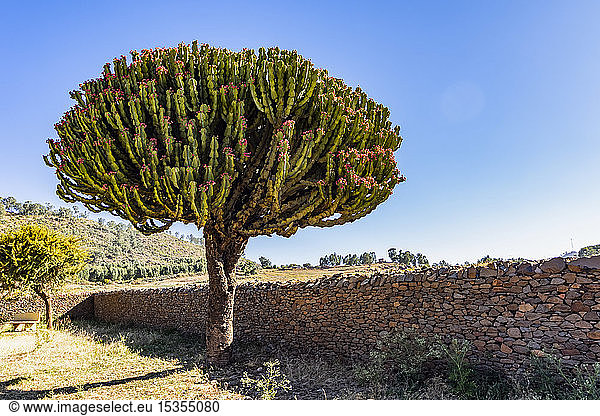 Arboreszierender Kaktus beim Dungur-Palast  der auch als Palast der Königin von Saba bekannt ist