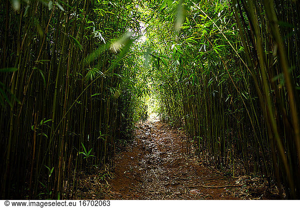 Arch Muddy Path Through Green Bamboo Forest in Maui