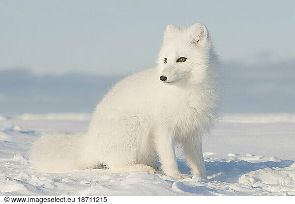 Arctic Fox Out on the Pack Ice Along the Arctic Coast of Alaska