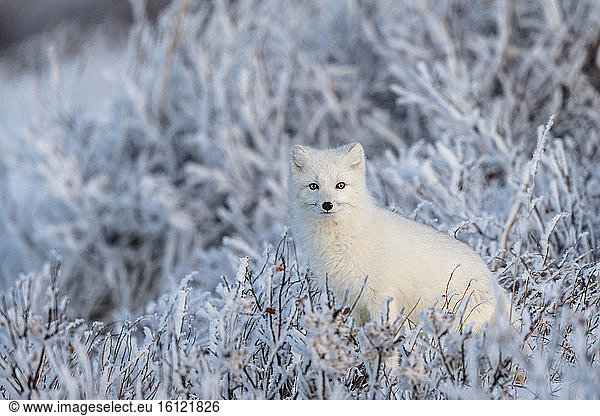 Arctic fox (Vulpes lagopus) An arctic fox in frozen willows. Churchill  MB  Canada.