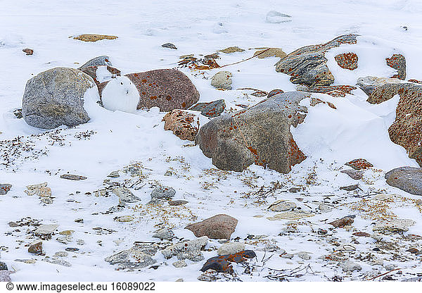 Arctic hare (Lepus arcticus)  or polar rabbit in snowy tundra  Churchill  Hudson Bay  Manitoba  Canada  America