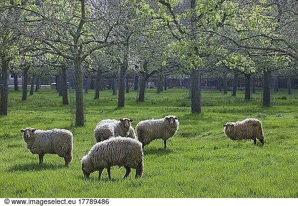 Ardenner Fuchskopf  Hausschaf  Schaf  Schafe  Belgien  Europa