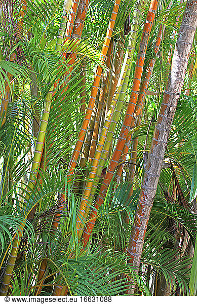 Areca Palm (Dypsis lutescens) in a botanical garden  Reunion