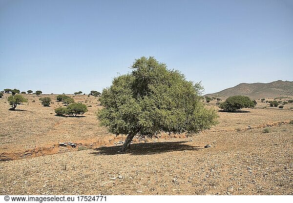 Arganbäume (Argania spinosa)  Südwesten von Marokko  Marokko  Afrika