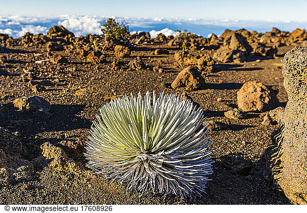 Arid landscape of rock and soil above the clouds with the rare Hawaiian plant an Haleakala silversword (Argyroxiphium sandwicense subsp. macrocephalum) in the foreground; Maui Hawaii United States of America