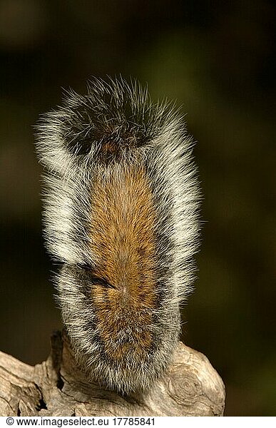 Arizona-Grauhörnchen (Sciurus arizonensis)  Nagetiere  Säugetiere  Tiere  Arizona Grey Squirrel Tail  Arizona (U.) S. A