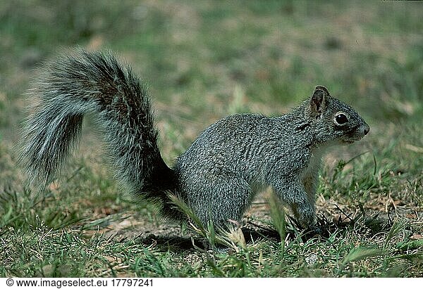 Arizona Grey Squirrel (Sciurus arizonensis)  Sonora Desert  Arizona  USA  side  North America