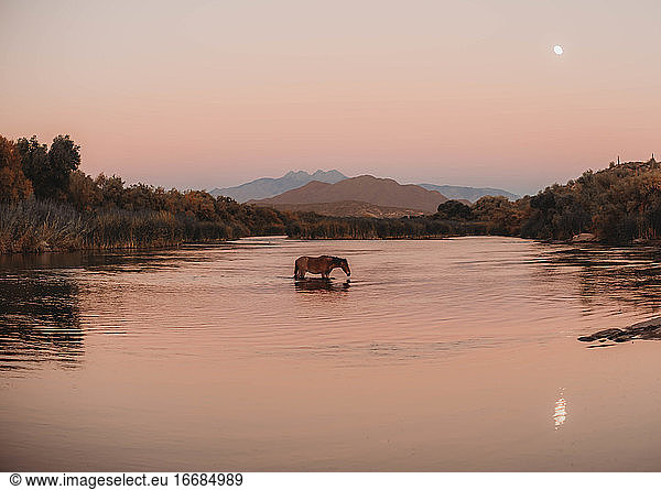 Arizona River Wild Horses at Sunset