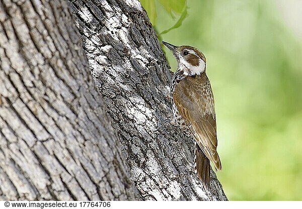 Arizona Woodpecker (Picoides arizonae) adult female  clinging to live oak trunk  Arizona (U.) S. A