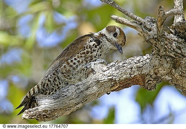 Arizona Woodpecker (Picoides arizonae) adult female  foraging on oak snag  Arizona (U.) S. A