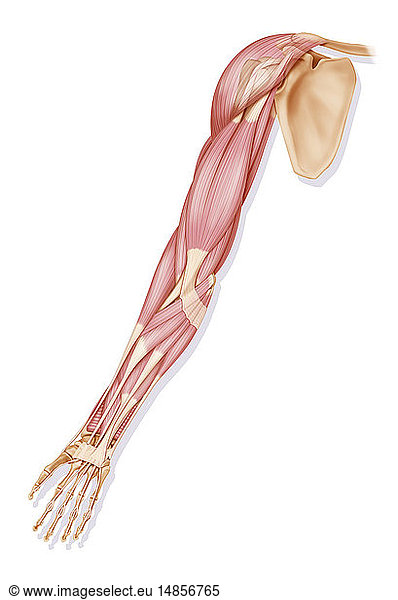 carpus normal osteomuscular pictures - 18 stock photos and images