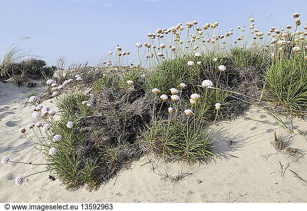 Armeria maritima Thrift Sea pink