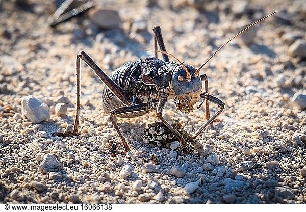 Armored Cricket (Acanthoplus discoidalis) in Etosha National Park  Namibia.