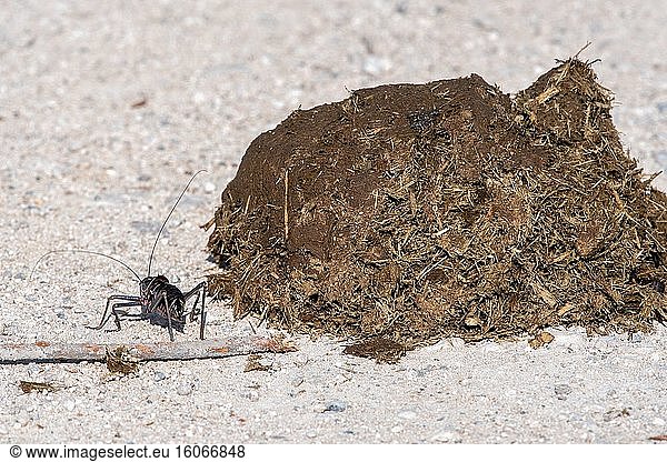 Armored Cricket (Acanthoplus discoidalis) in Etosha National Park  Namibia.