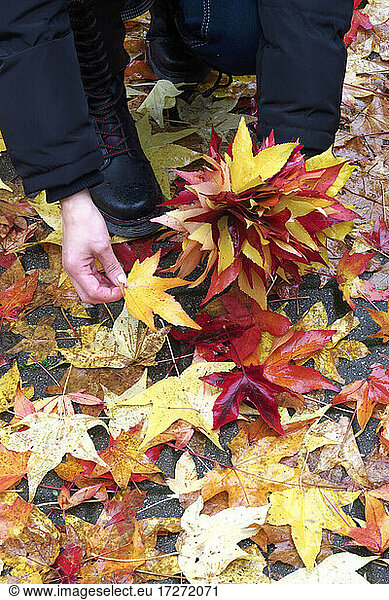 Arms of woman picking up fallen leaves of American sweetgum (Liquidambar styraciflua)