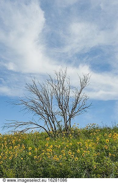Arnika-Blüten mit einem abgestorbenen Baum im Hintergrund in einem kleinen verbliebenen Stück ursprünglicher Prärie in Whitman County im Palouse  östlicher Bundesstaat Washington  USA.