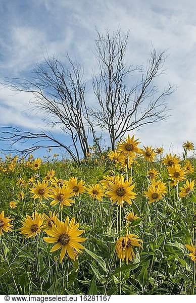 Arnika-Blüten mit einem abgestorbenen Baum im Hintergrund in einem kleinen verbliebenen Stück ursprünglicher Prärie in Whitman County im Palouse  östlicher Bundesstaat Washington  USA.