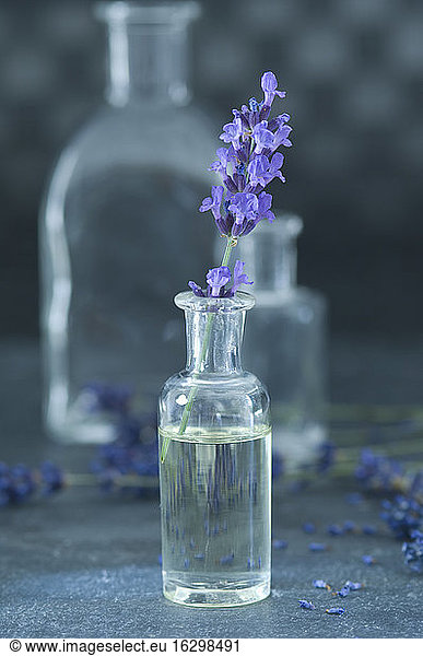 Aromatic oil and twig of lavender in a glass bottle