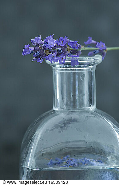 Aromatic oil in a glass bottle and a twig of lavender