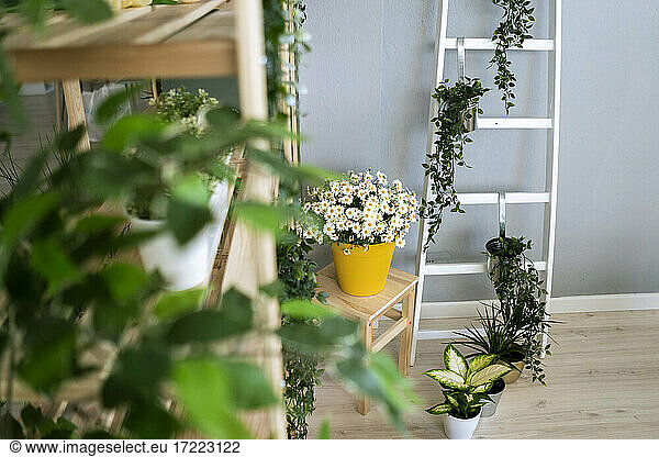 Arrangement of potted plants by wall at home