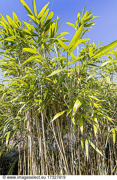 Arrow bamboo (Pseudosasa japonica) 'Tsutsumiana'