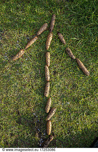 Arrow symbol made from pine cones on grass