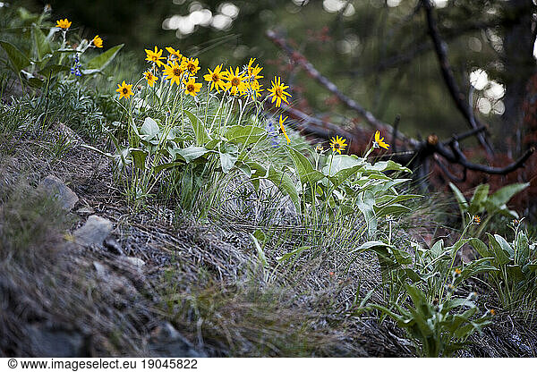 Arrowleaf Balsamroot blooms in spring near Missoula  Montana.