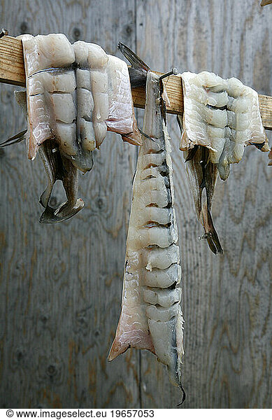 Artic charr drying in the small village of Itilleq  Greenland.