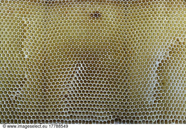 Artificial and emty honeycomb  Wachtendonk  Kleve  NRW  Germany  Europe