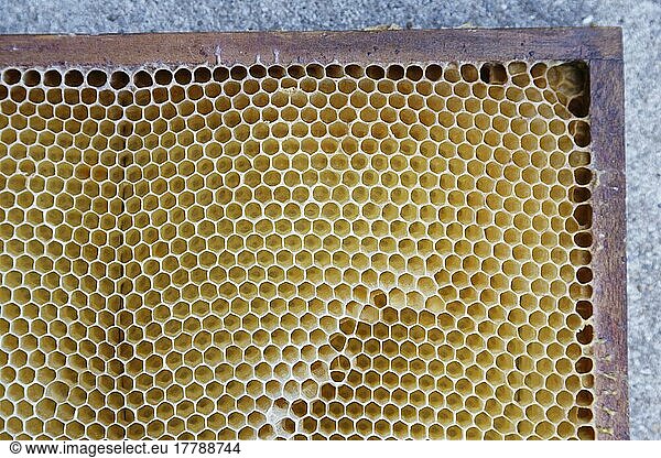 Artificial and emty honeycomb  Wachtendonk  Kleve  NRW  Germany  Europe