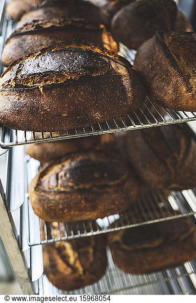 Artisan bakery making special sourdough bread,  racks of baked bread with dark crusts. 