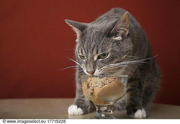Artist's Choice: Cat Eating Food In Glass Bowl