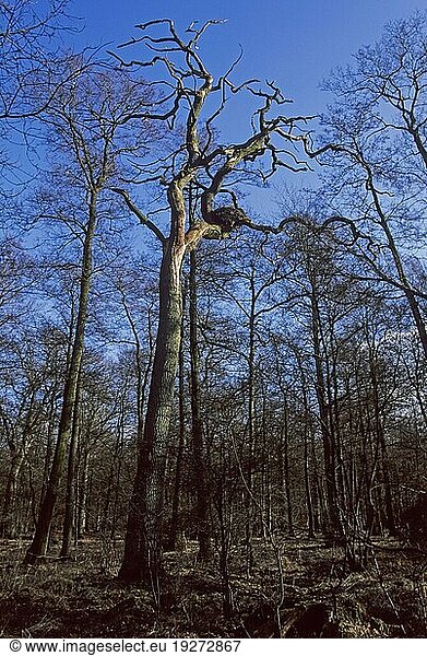 Arttypischer Horst vom Schwarzstorch (Ciconia nigra) auf dem Seitenast einer Eiche  Characteristic aerie from Black Stork on the side branch of an oak