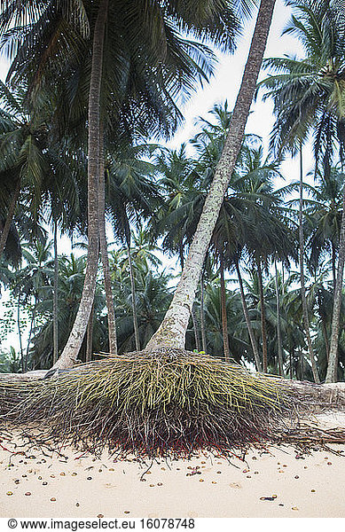 Ascent of the Atlantic Ocean attacking the coconut plantations by the sea,  Inhame Beach,  Porto Alegre Commune,  Sao Tome and Principe Island