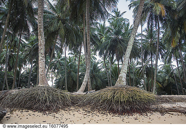 Ascent of the Atlantic Ocean attacking the coconut plantations by the sea Inhame Beach Porto Alegre Commune Sao Tome and Principe Island