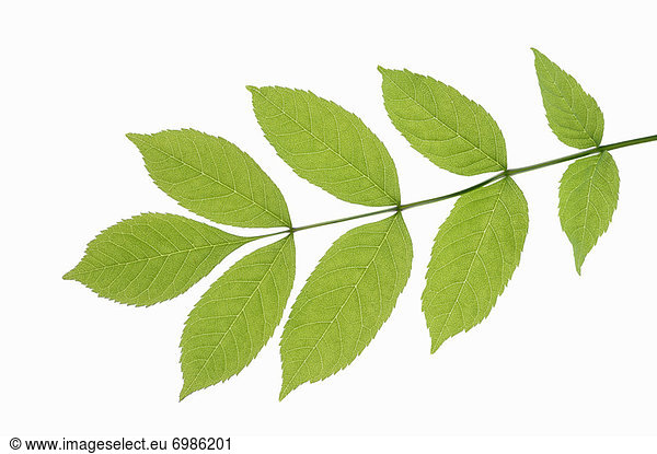 Ash Tree Leaf