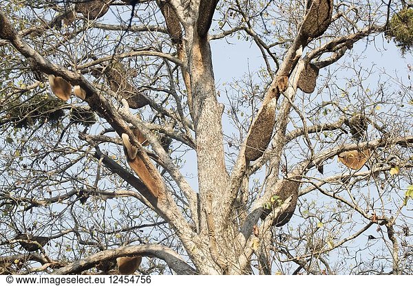 Asia,  India,  Uttarakhand,  Jim Corbett National Park,  Colonies of wild bees in a tree (Sal (Shorea robusta)).