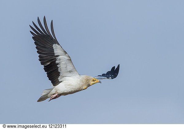 Asia  India  Rajasthan  Bikaner  Egyptian vulture (Neophron percnopterus)  also called the white scavenger vulture or pharaoh's chicken  in flight.