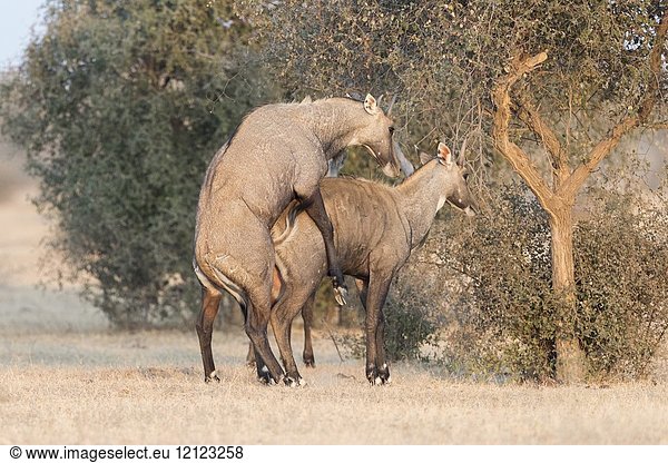 Asia  India  Rajasthan  Bikaner  Nilgai or blue bull (Boselaphus tragocamelus)  males  fake coupling.
