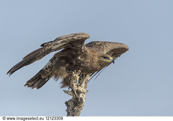 Asia  India  Rajasthan  Bikaner  Steppe eagle (Aquila nipalensis)  perched on a tree.