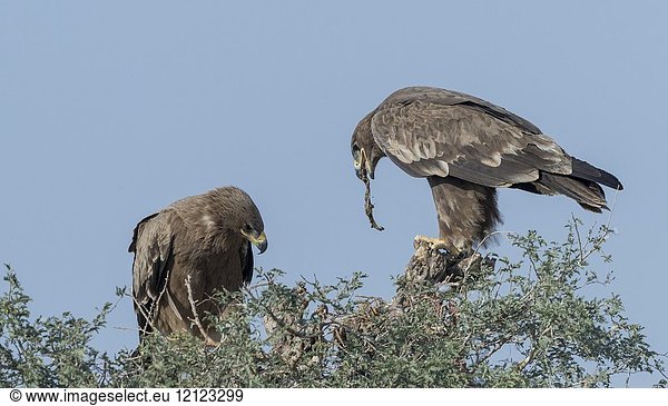 Asia India Rajasthan Bikaner Steppe eagle (Aquila nipalensis) two animals perched on a tree.