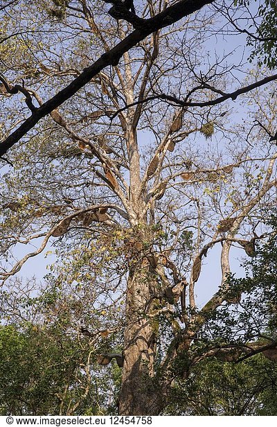 Asia India Uttarakhand Jim Corbett National Park Colonies of wild bees in a tree (Sal (Shorea robusta)).