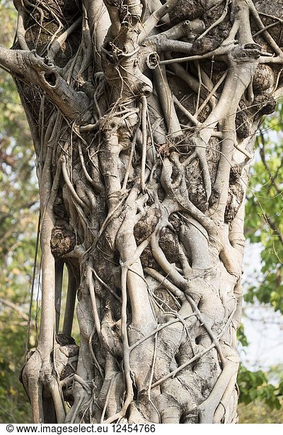 Asia  India  Uttarakhand  Jim Corbett National Park  Dhikala  Strangler fig tree  aerial roots.